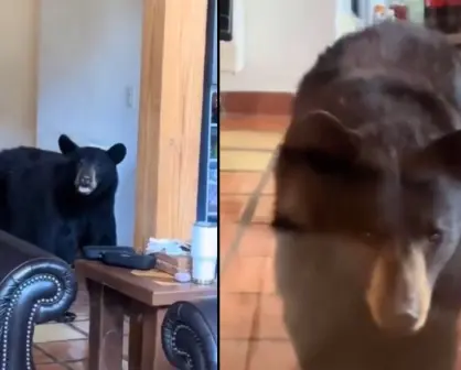 Osos sorprenden a familia en bosques de Monterreal en Arteaga | VIDEO