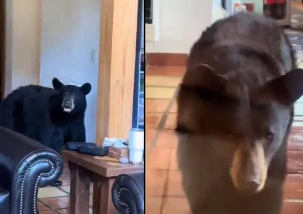 Osos sorprenden a familia en bosques de Monterreal en Arteaga | VIDEO