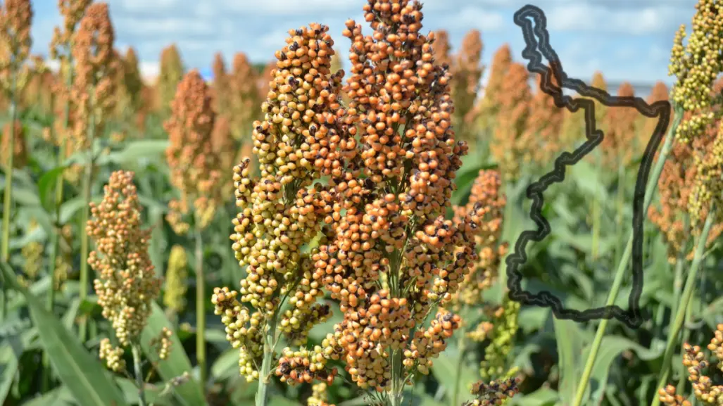 Tamaulipas busca ser el primer estado en producir combustible a partir del sorgo