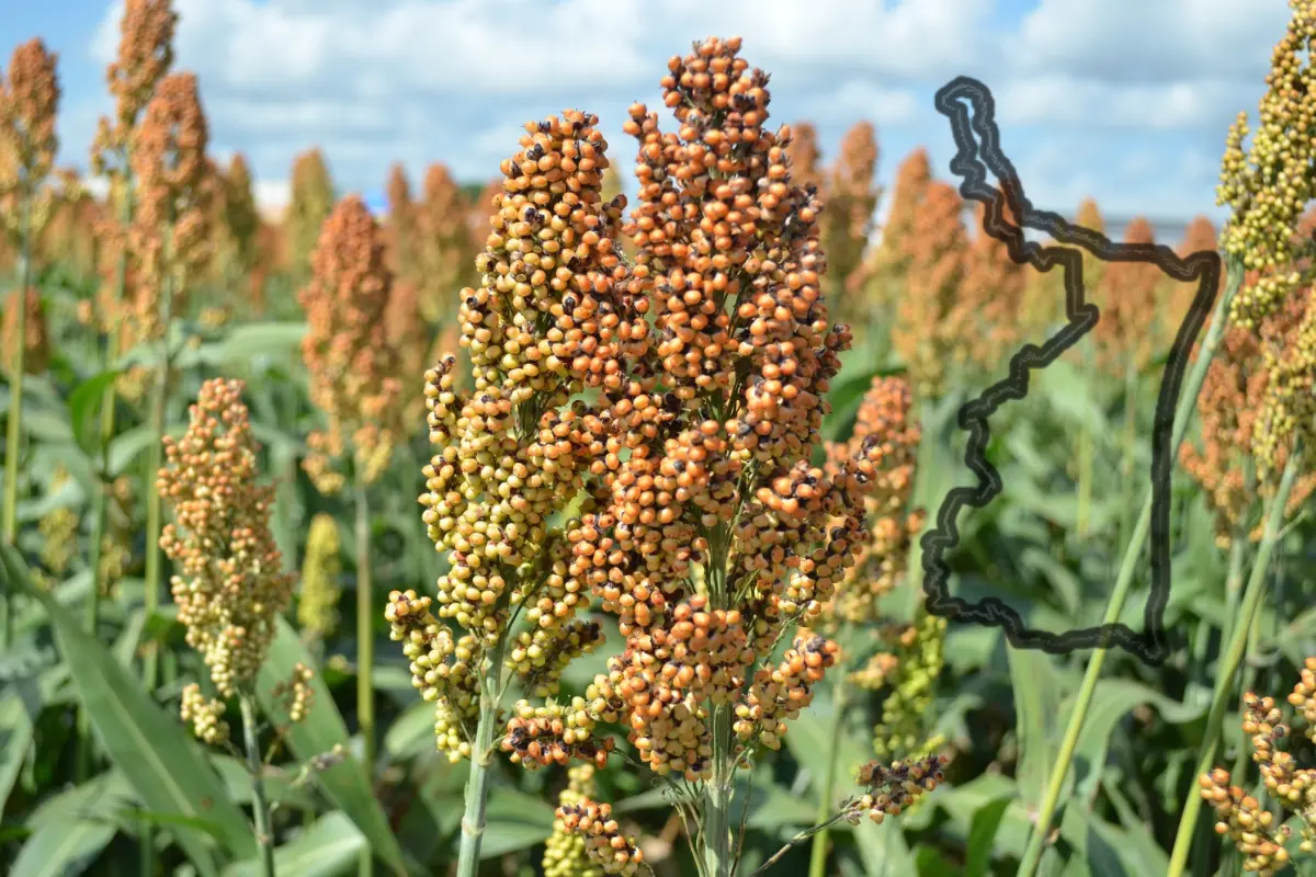 Este proyecto colocaría a Tamaulipas como el primer estado del país en producir biocombustibles del sorgo | Foto: Victoria Jiménez