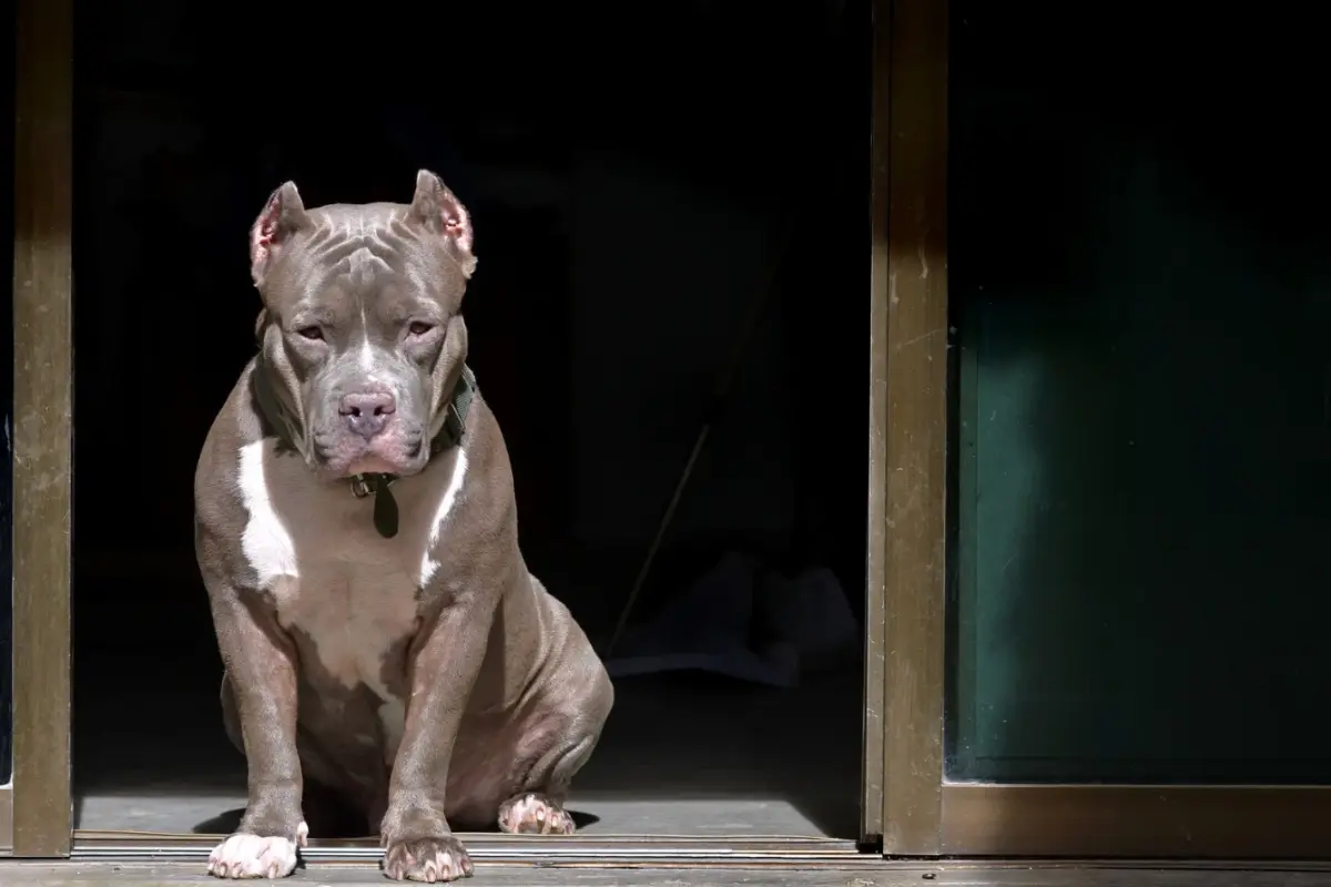 Ilustración de perro pitbull. Foto: Canva