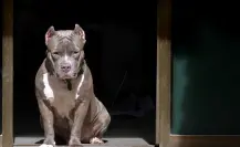 Perro agrede a abuelita en Iztapalapa y pierde parte de su brazo; SSC CDMX detuvo a la dueña