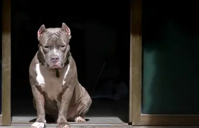 Perro agrede a abuelita en Iztapalapa y pierde parte de su brazo; SSC CDMX detuvo a la dueña