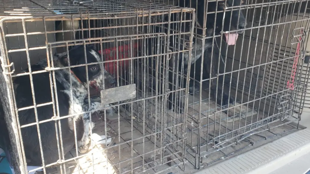 Tragedia en Matamoros: menor de 11 meses muere tras el ataque de dos perros
