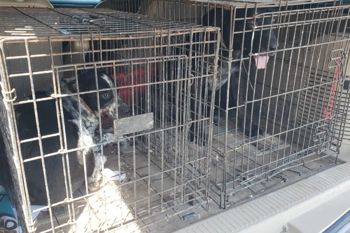 Una menor de 11 meses perdió la vida tras el ataque de dos perros al interior de un domicilio en Matamoros. Foto: Carlos García