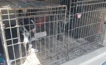 Tragedia en Matamoros: menor de 11 meses muere tras el ataque de dos perros