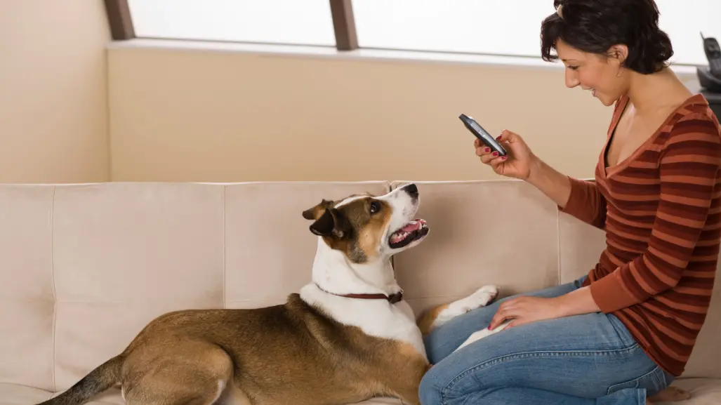 Captura los mejores momentos de tus perros y gatos con estos 7 tips de fotografía