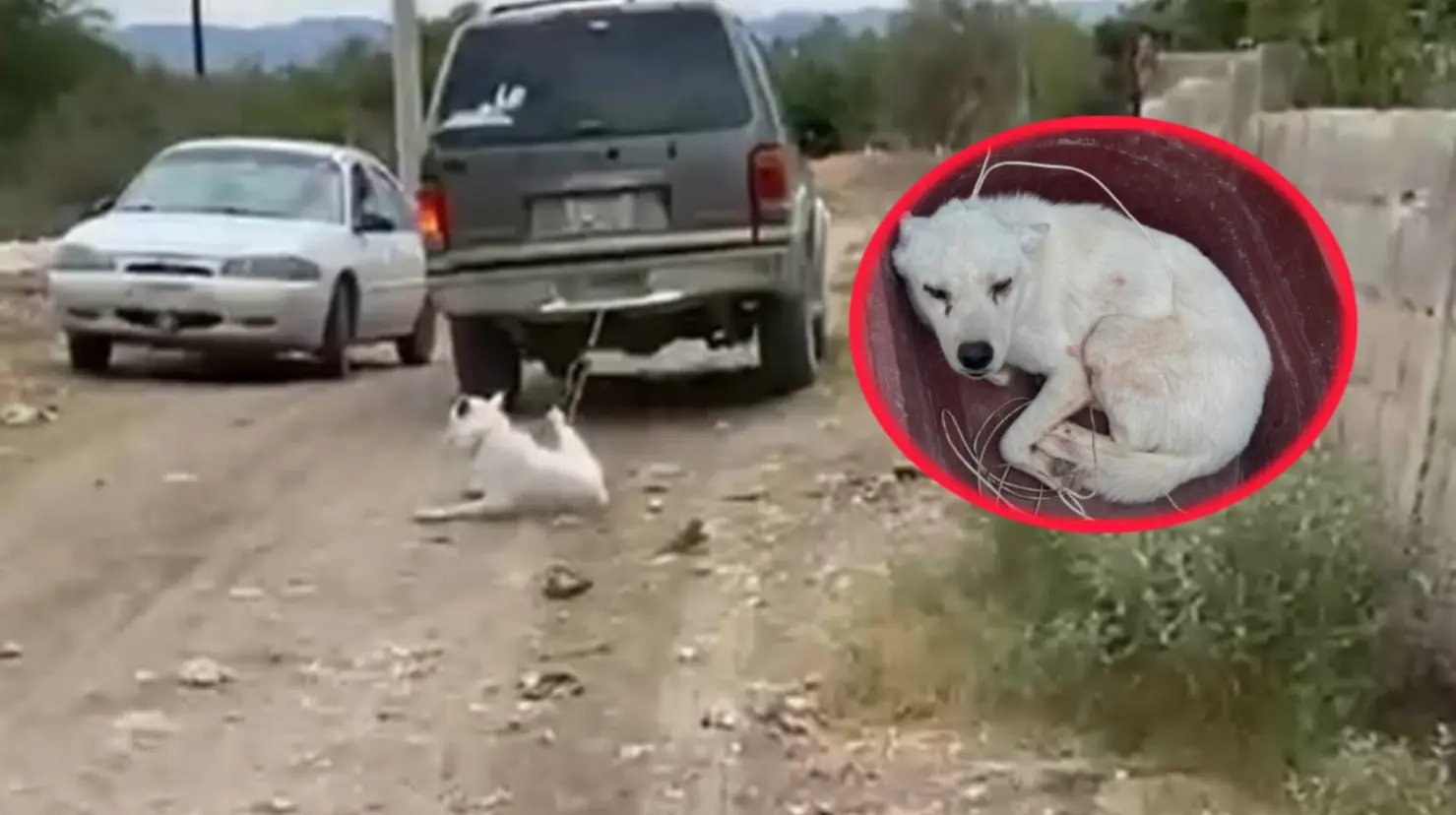 Foto: Facebook/ AMA | Este es el estado en el que se encuentra el perrito que fue víctima de crueldad animal en el municipio de Lerdo.