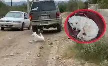 ¿Cómo se encuentra el perrito que fue víctima de crueldad animal en Lerdo? 