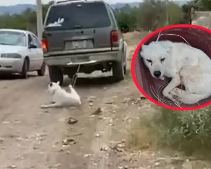 ¿Cómo se encuentra el perrito que fue víctima de crueldad animal en Lerdo? 