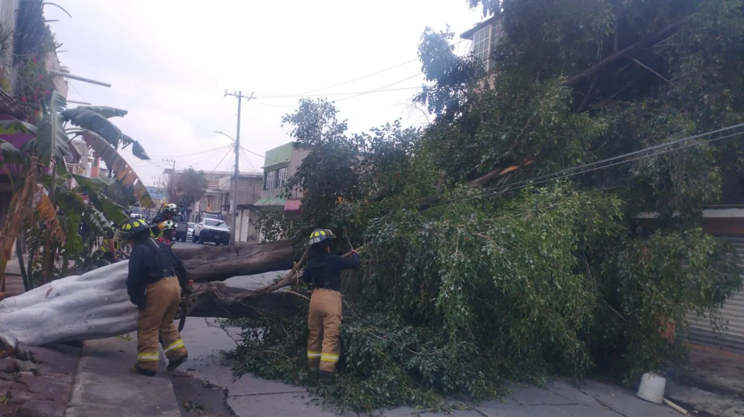 Autoridades de Ecatepec y la CFE trabajaron tras las lluvias para retirar el árbol caído. Imagen: Especial