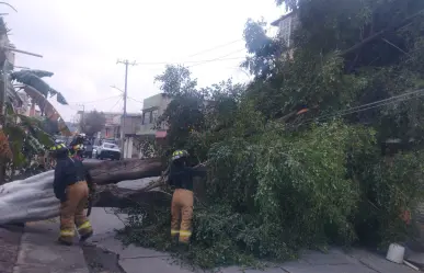 FOTOS | Árbol colapsa en Ecatepec por lluvias; afecta postes y deja sin luz a vecinos