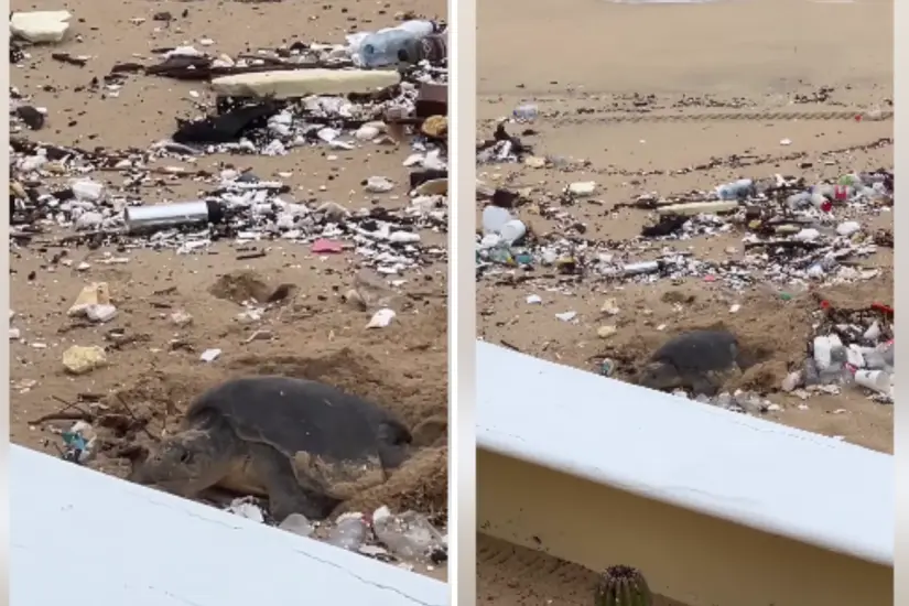 Foto: Más Noticias de BCS / Facebook | Noticias LosCabos Primero / Facebook
