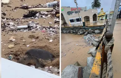 Tortuga desova en playa de Cabo San Lucas en medio de los estragos del huracán Lorena