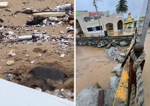 Tortuga desova en playa de Cabo San Lucas en medio de los estragos del huracán Lorena