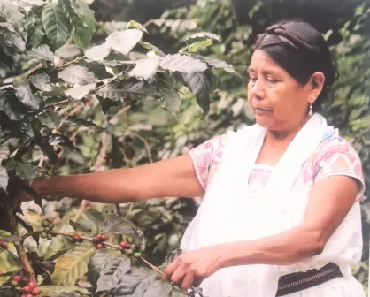 Inauguran exposición en Museo de Historia Mexicana sobre Mujeres Indígenas y la Madre Tierra