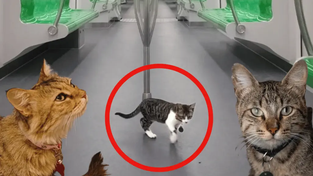Parte de la familia Metrorrey": Atienden a gatitos del metro