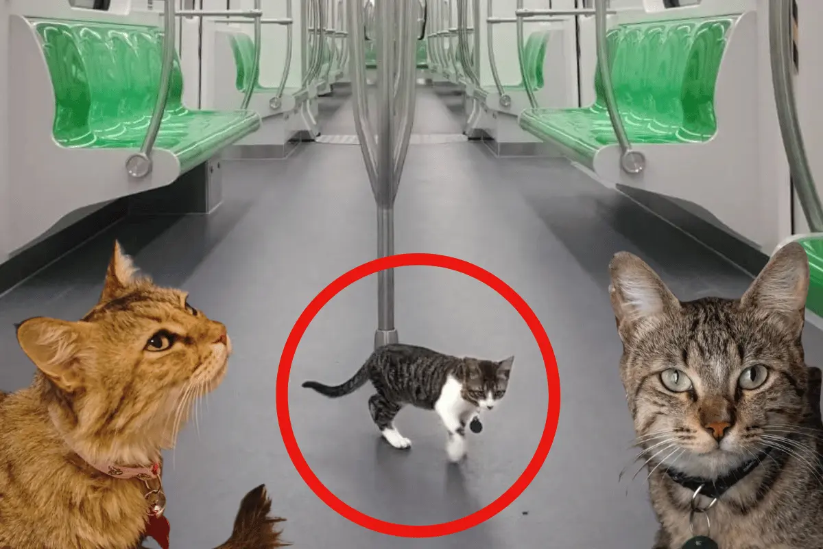 Gatitos de Metrorrey reciben atención médica y cuidados especiales. Foto: Canva.