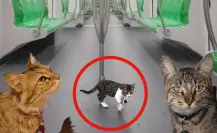 Parte de la familia Metrorrey”: Atienden a gatitos del metro