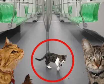 Parte de la familia Metrorrey": Atienden a gatitos del metro
