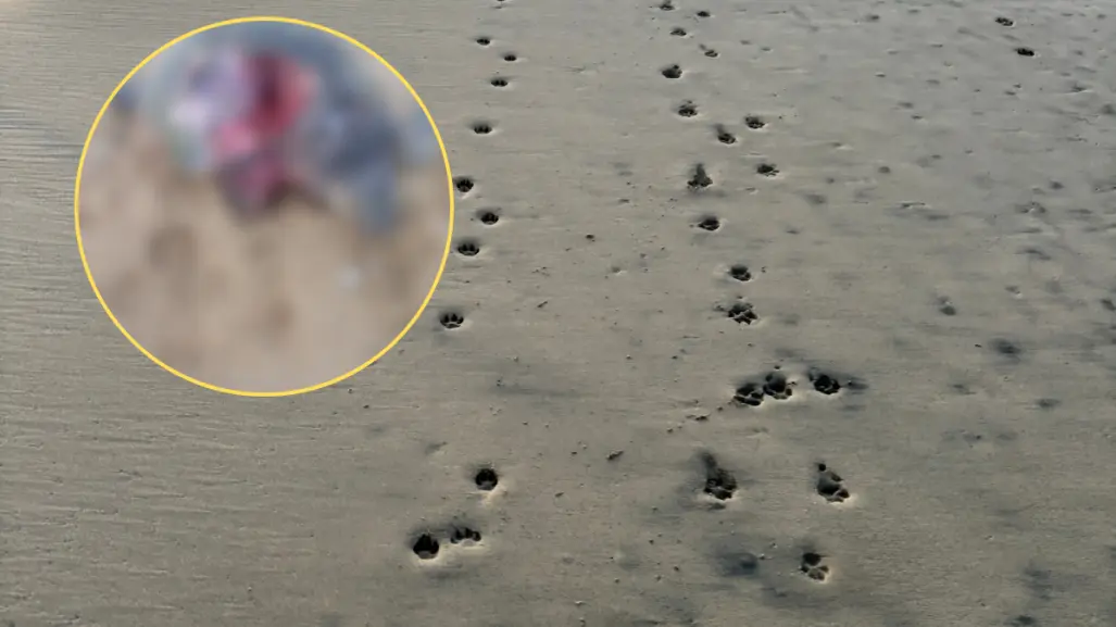 Tercer ataque de perros a tortugas marinas en Todos Santos durante la temporada 2025