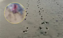 Tercer ataque de perros a tortugas marinas en Todos Santos durante la temporada 2025