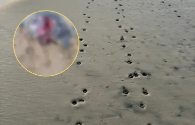 Tercer ataque de perros a tortugas marinas en Todos Santos durante la temporada 2025