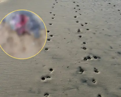 Tercer ataque de perros a tortugas marinas en Todos Santos durante la temporada 2025