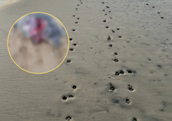 Tercer ataque de perros a tortugas marinas en Todos Santos durante la temporada 2025
