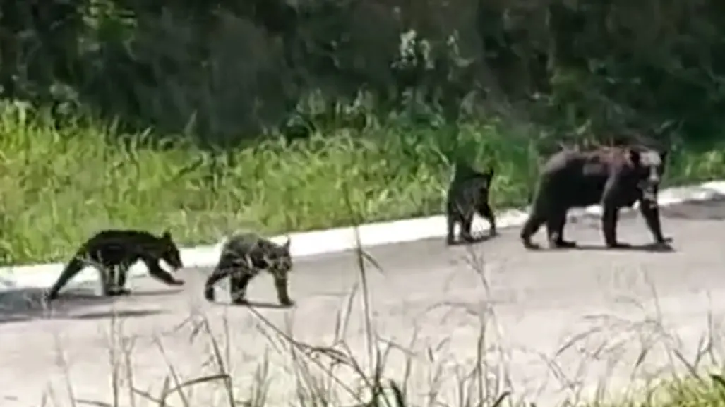 Captan a familia de osos en sector Valle Alto de Monterrey