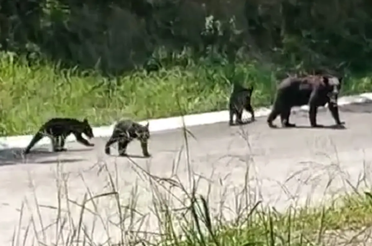 Una familia de osos fue captada en Camino al Diente en el sector Valle Alto, al sur de Monterrey. Foto: Especial