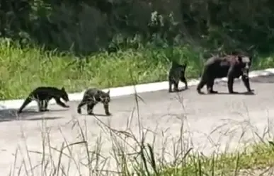 Captan a familia de osos en sector Valle Alto de Monterrey