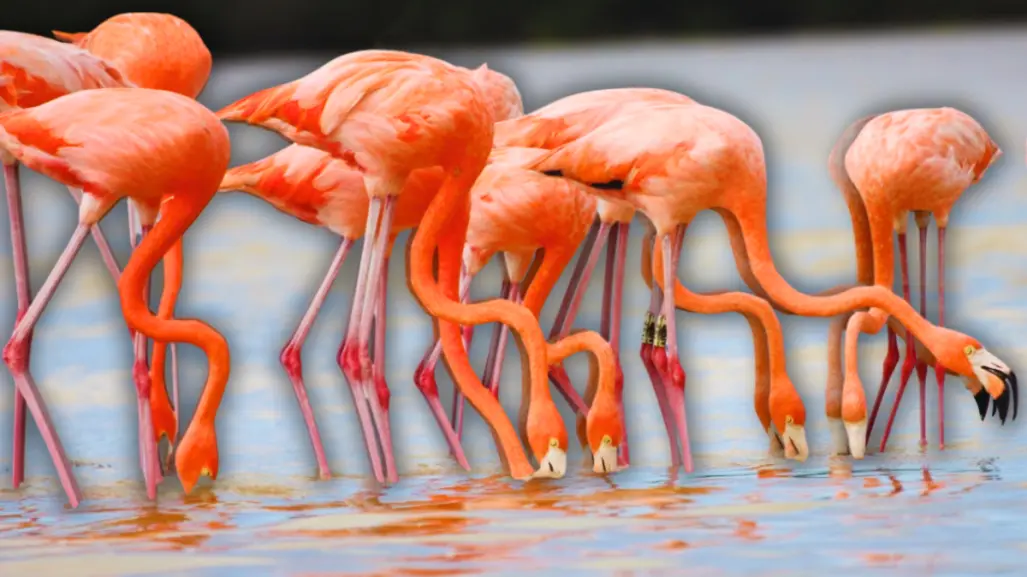 Monitoreo de flamencos en Yucatán: hallan ejemplares mayores de 25 años de edad
