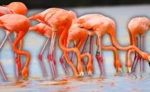 Monitoreo de flamencos en Yucatán: hallan ejemplares mayores de 25 años de edad