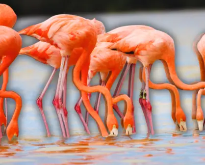 Monitoreo de flamencos en Yucatán: hallan ejemplares mayores de 25 años de edad