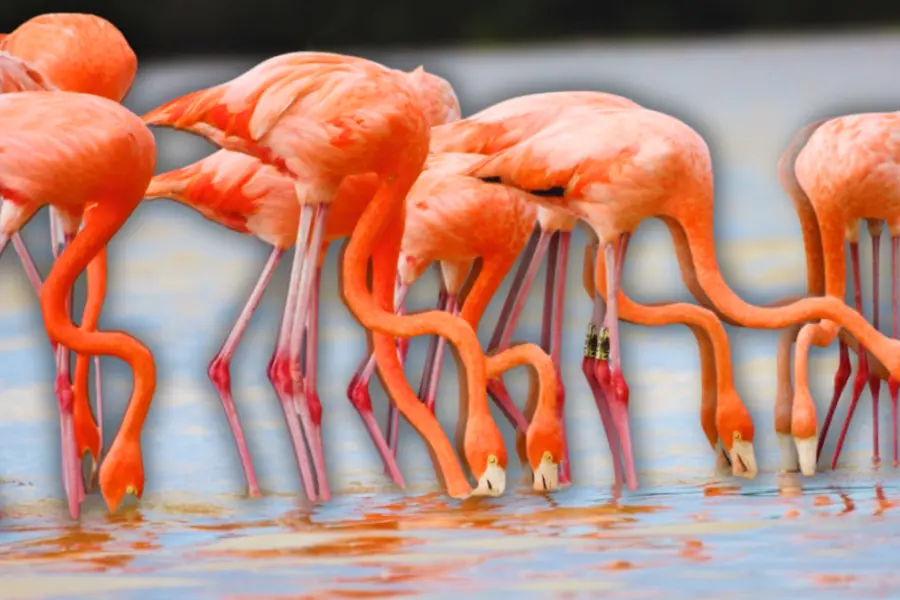 Monitoreo de flamencos en Yucatán: hallan ejemplares mayores de 25 años de edad