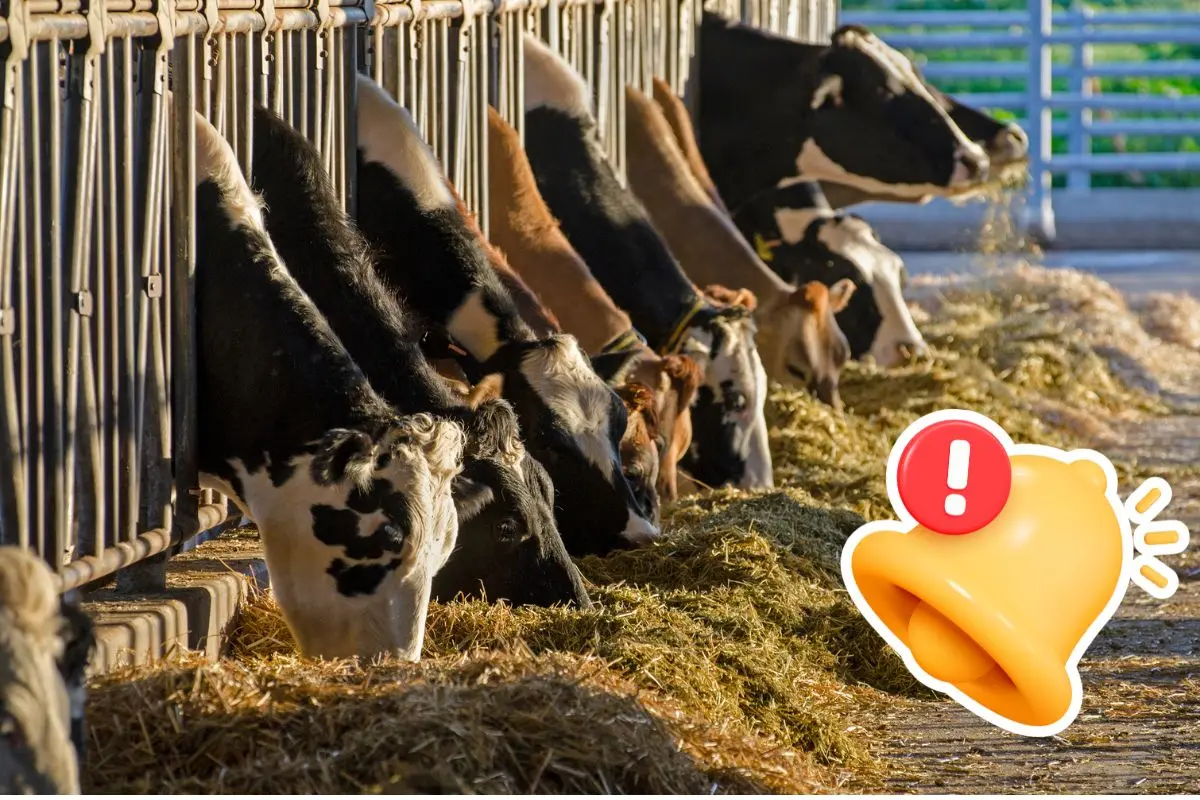 Beneficiarán a 117 productores con alimento para ganado en Coahuila / Foto: Composición de Canva
