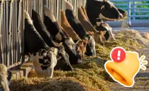 Coahuila alimentará el ganado de 117 productores, inicia respaldo en Acuña con 141 toneladas