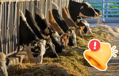 Coahuila alimentará el ganado de 117 productores, inicia respaldo en Acuña con 141 toneladas