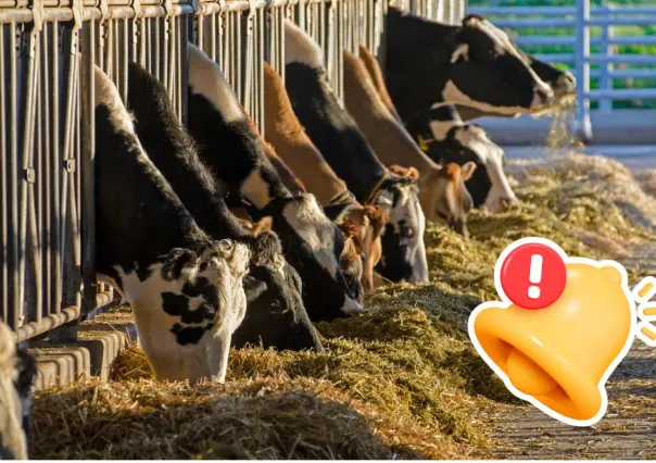 Coahuila alimentará el ganado de 117 productores, inicia respaldo en Acuña con 141 toneladas