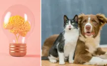 Gatos o perros, ¿quién es el más inteligente, según la ciencia?