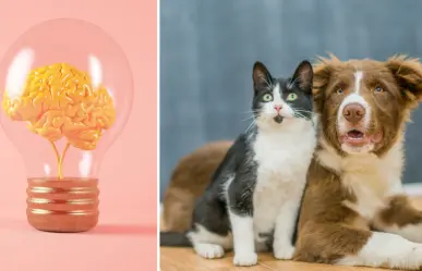Gatos o perros, ¿quién es el más inteligente, según la ciencia?