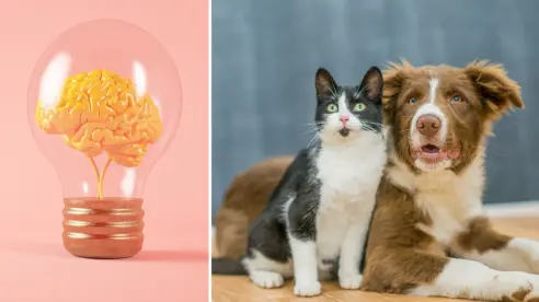 Gatos o perros, ¿quién es el más inteligente, según la ciencia?