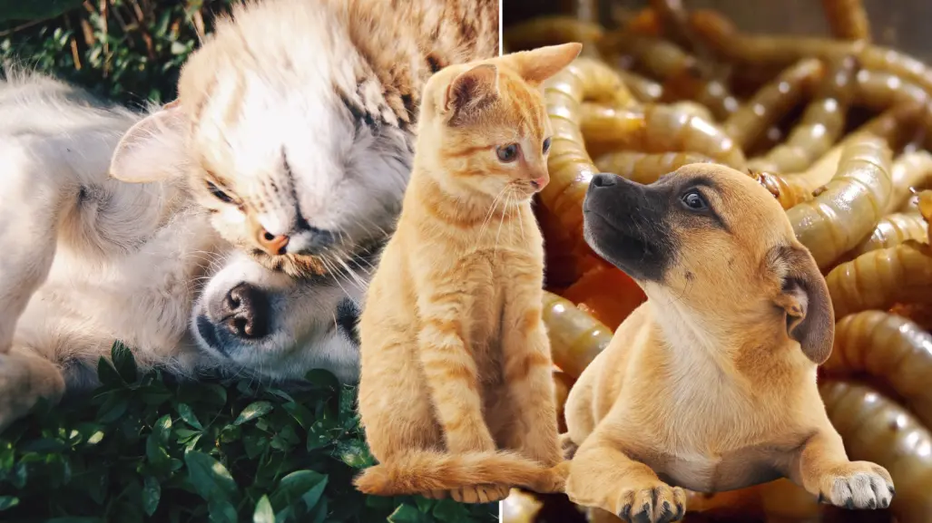 Gusano Barrenador: ¿cómo proteger a los perros y gatos de esta plaga?