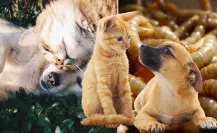 Gusano Barrenador: ¿cómo proteger a los perros y gatos de esta plaga?