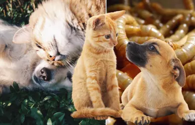 Gusano Barrenador: ¿cómo proteger a los perros y gatos de esta plaga?