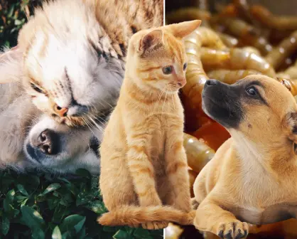 Gusano Barrenador: ¿cómo proteger a los perros y gatos de esta plaga?