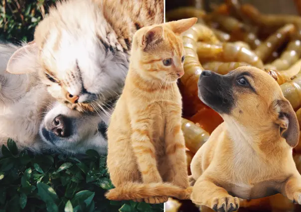 Gusano Barrenador: ¿cómo proteger a los perros y gatos de esta plaga?