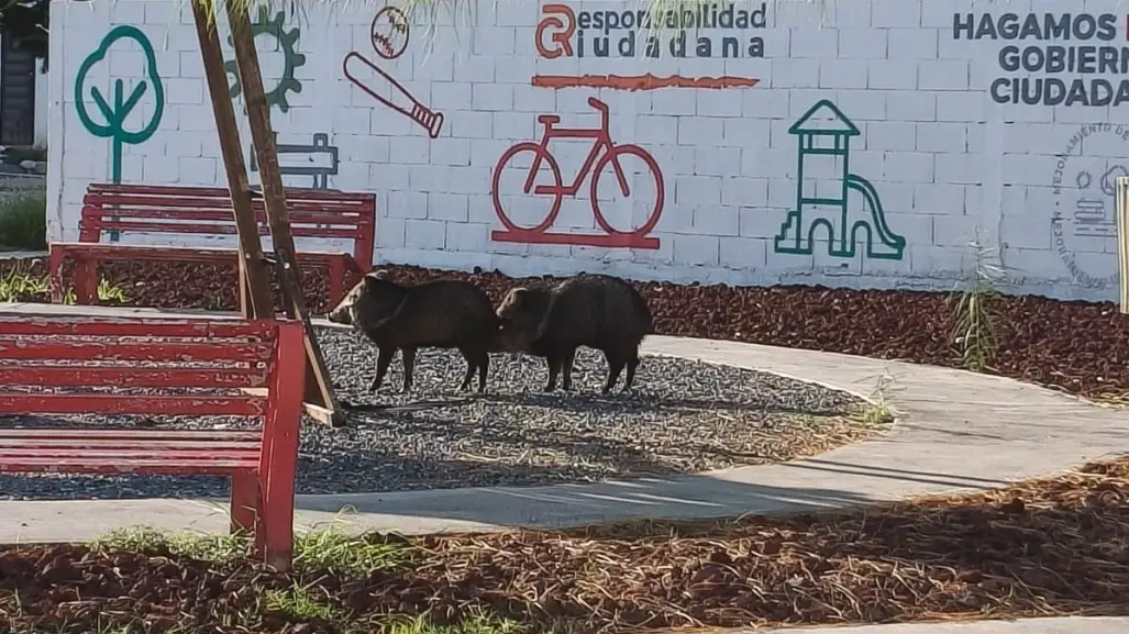 Pecaríes son capturados y liberados por Protección Civil en Salinas Victoria