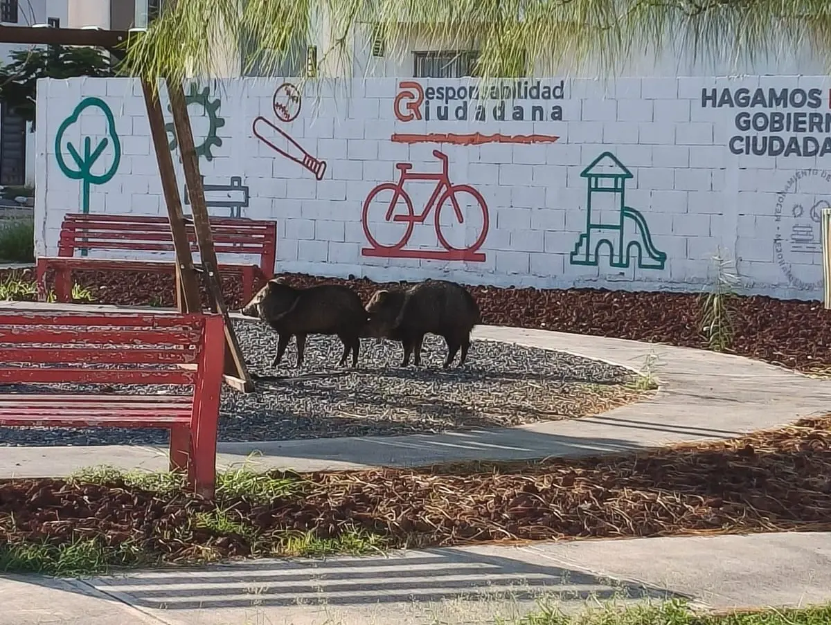 En el municipio de Salinas Victoria, vecinos de la colonia Punta Castilla dieron aviso a las autoridades sobre la presencia de varios pecaríes. Foto: Gobierno de Salinas Victoria.